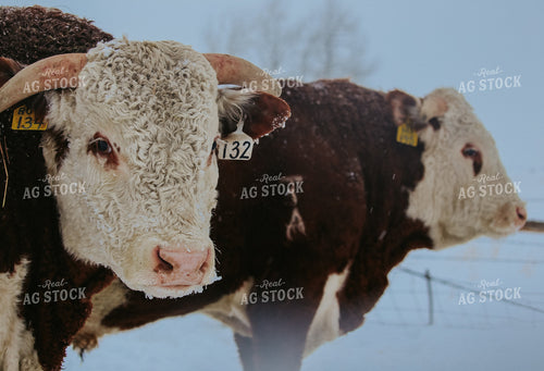Hereford Cattle in Snow 275008
