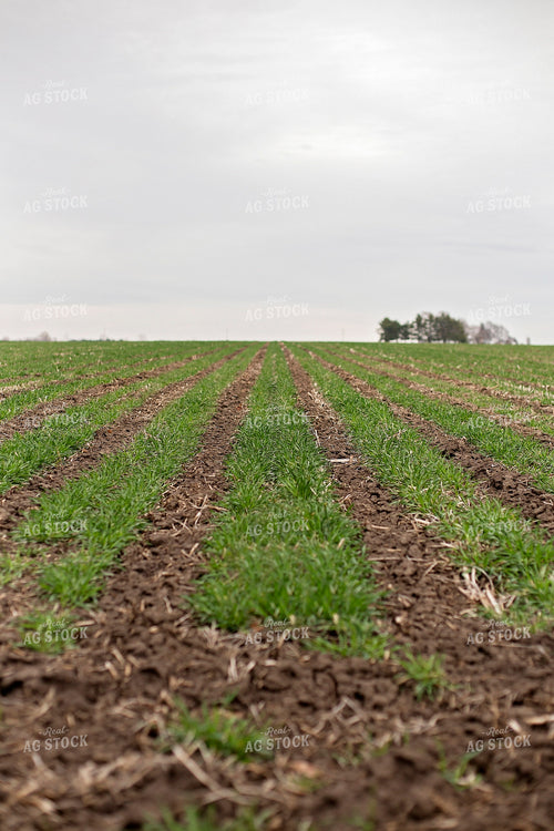 Field of Triticale 93010