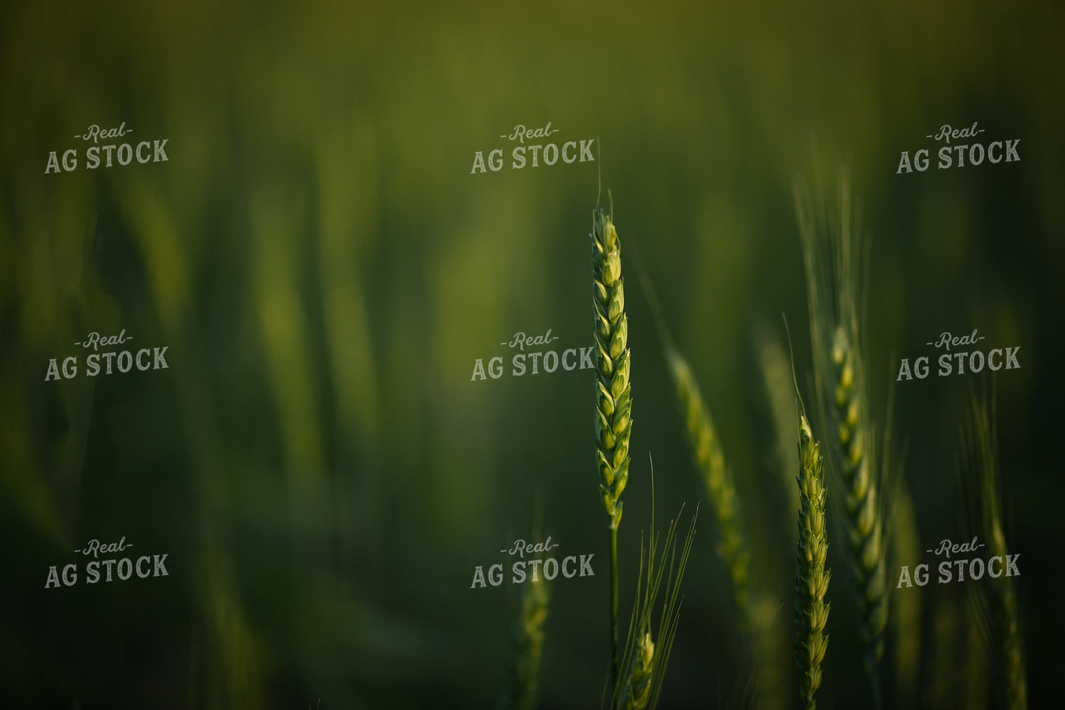 Wheat 191099