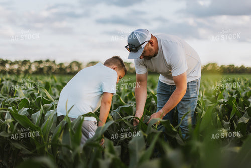 Farmer and Son Checking Corn 8796