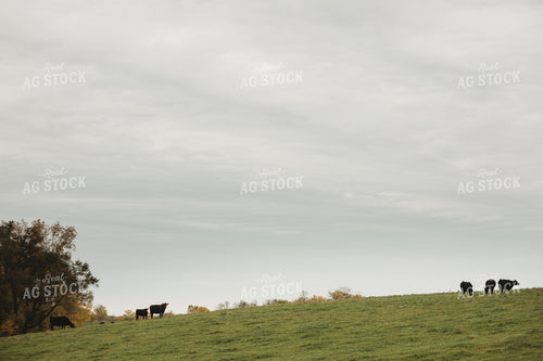 Angus Cattle in Pasture 3549