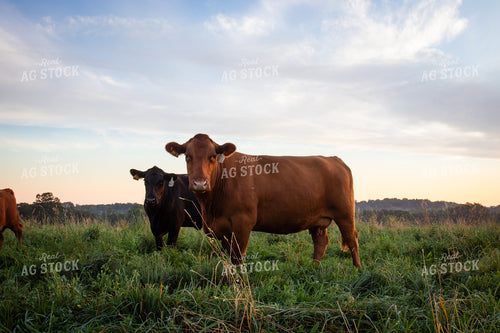 Red Angus Cow on Pasture 268373