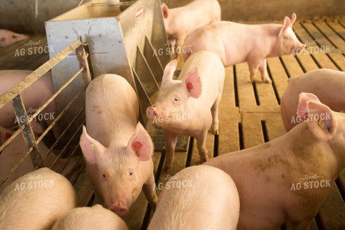 Pigs in Barn with Feeder 3852