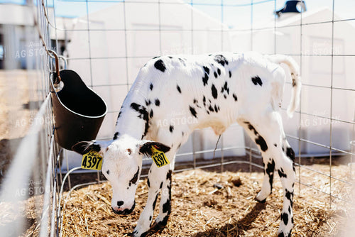 Holstein Calf in Hutch 152225