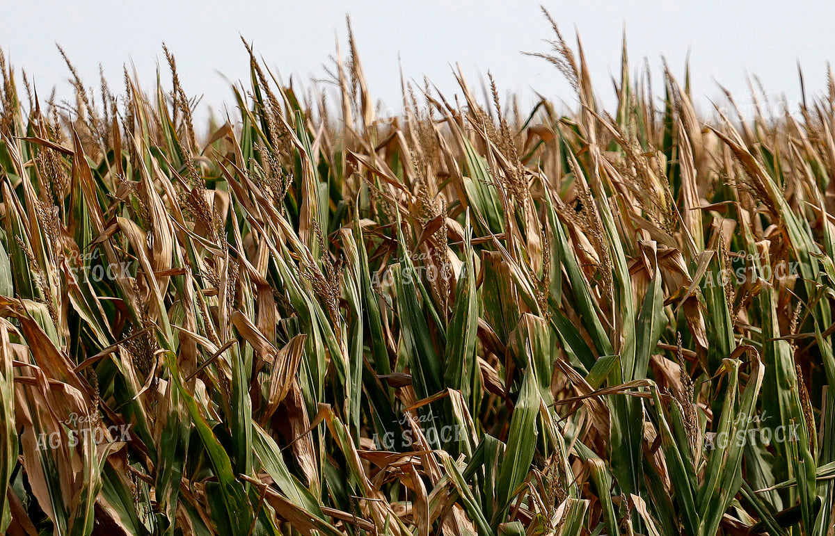 Late Season Corn Field 141741