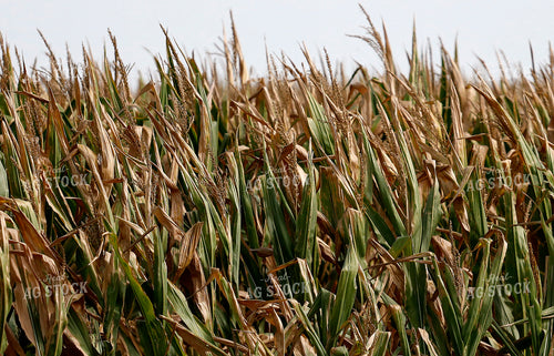 Late Season Corn Field 141741