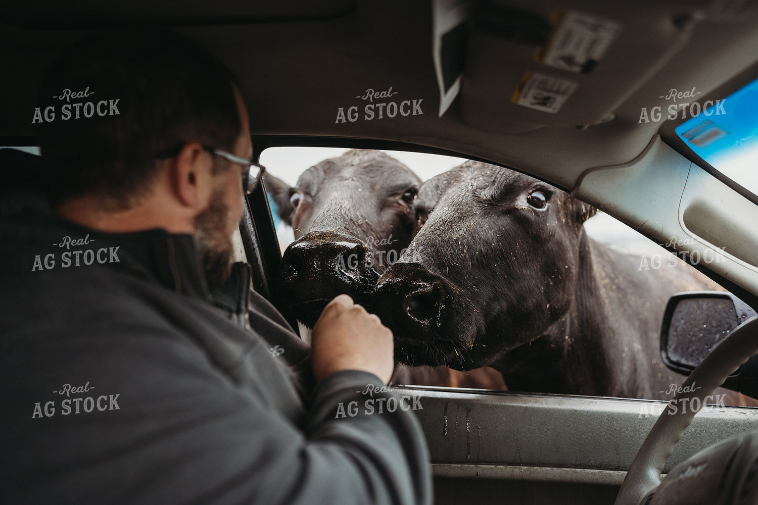 Angus Cattle in Pasture with Head in Car Window 196164