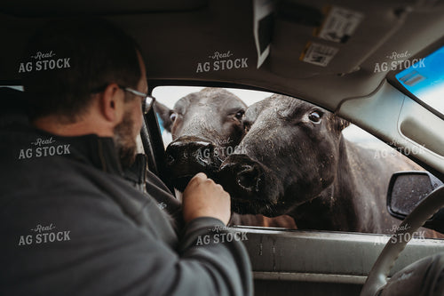 Angus Cattle in Pasture with Head in Car Window 196164