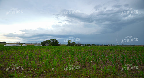Sunset Over a Corn Field 25304