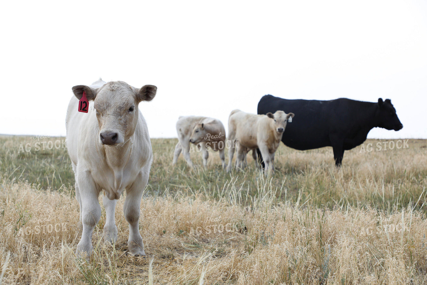 Cross Cattle on Pasture 117256