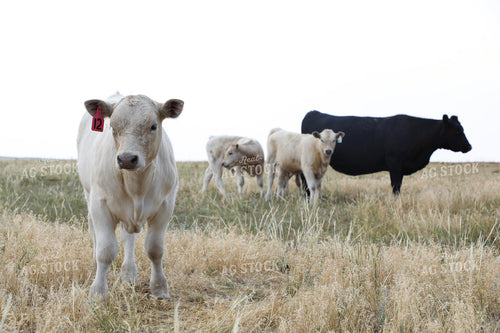 Cross Cattle on Pasture 117256