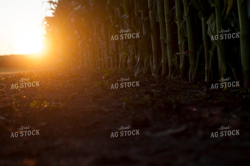 Corn - Mid-Season 1247