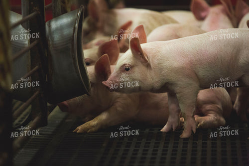 Piglets in Modern Barn with Waterer 3878