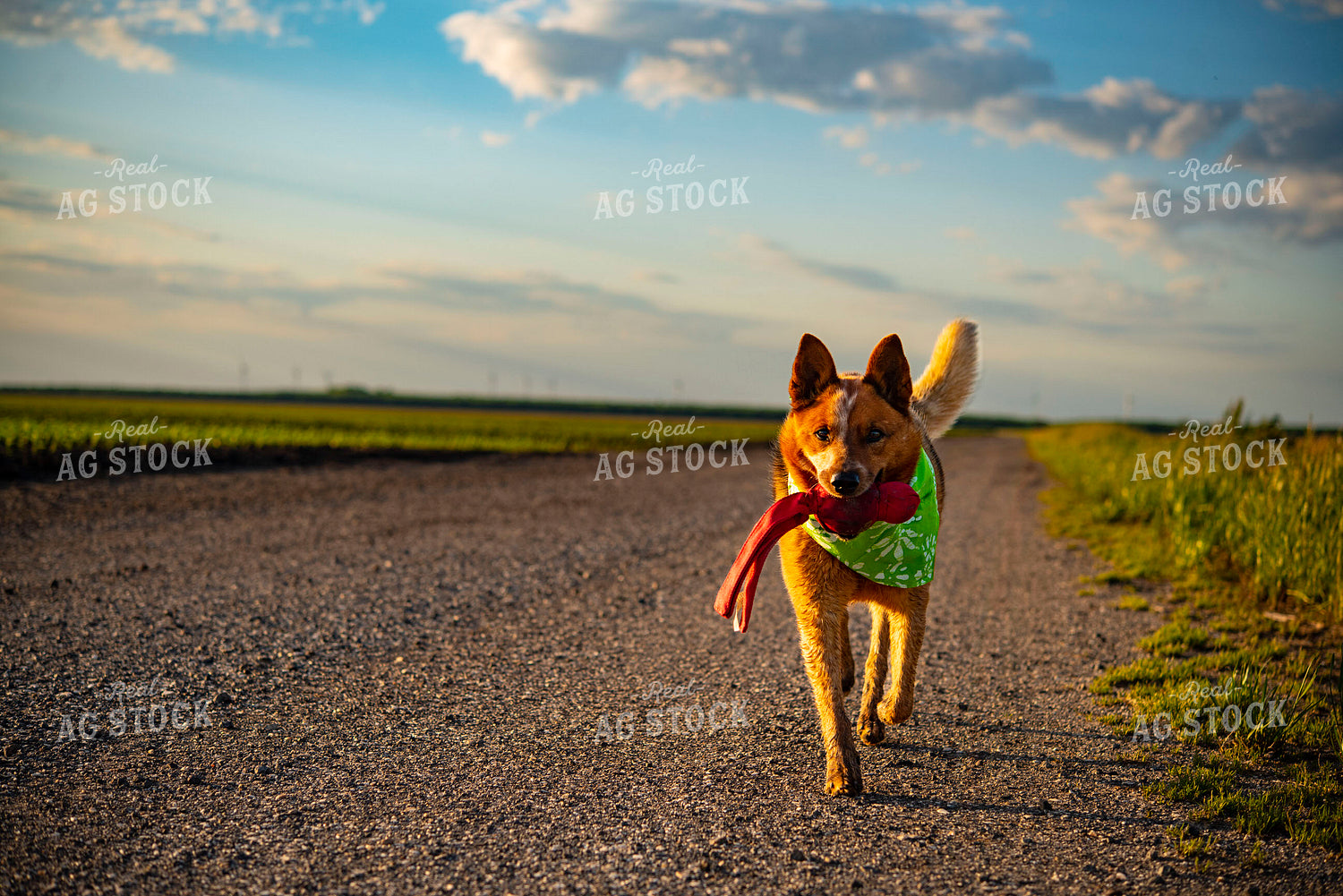 Farm Dog Plays on Country Gravel Road Before Sunset 136045