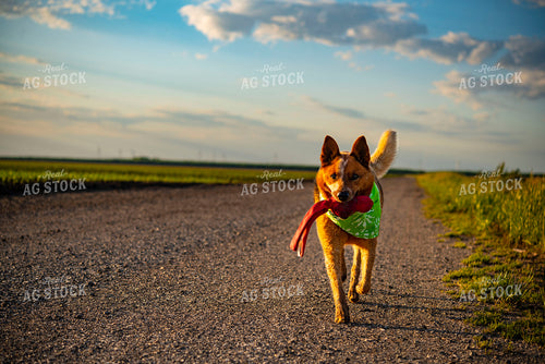 Farm Dog Plays on Country Gravel Road Before Sunset 136045