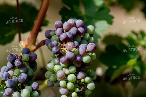 Vineyard Grape Production 107071