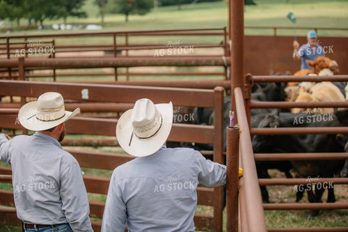 Ranchers Working Cattle 278009