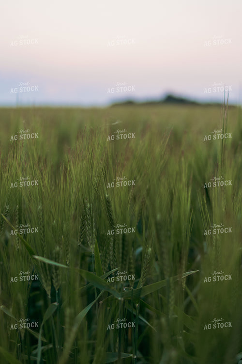Barley 204036