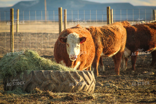 Bred Hereford Heifer Cattle 78163