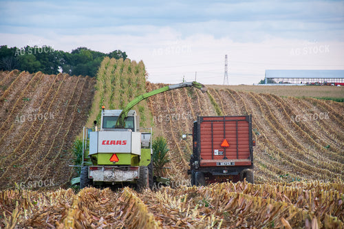 Silage Harvest 50246
