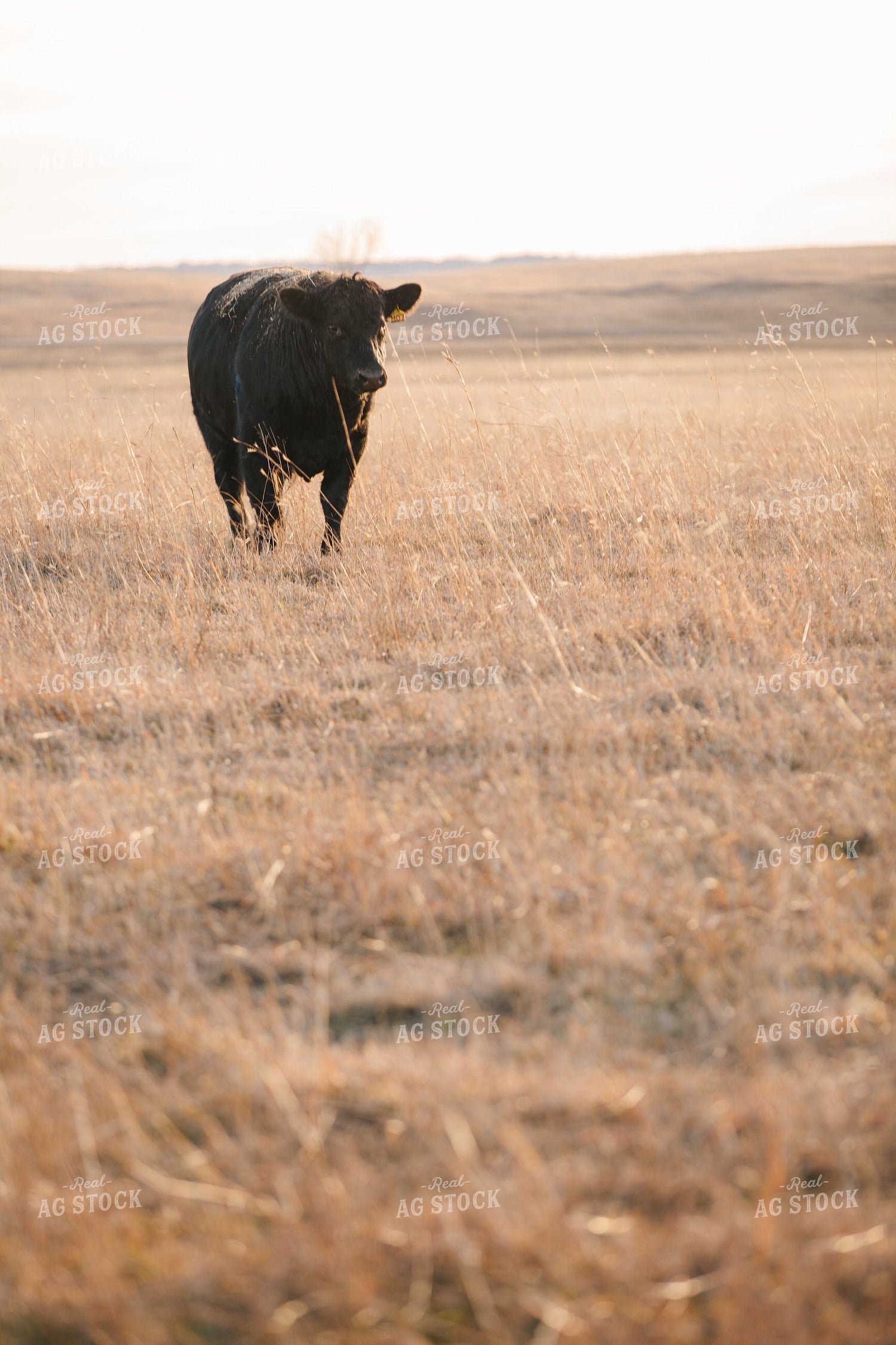 Cattle on Pasture 285022