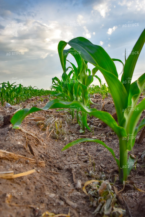Corn Field 56189