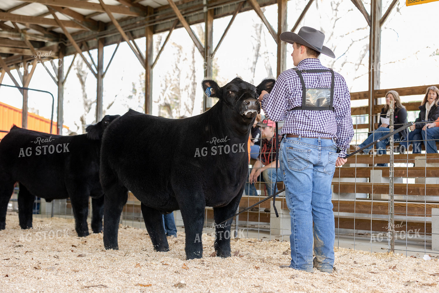 Farm Kid Showing Livestock 52605