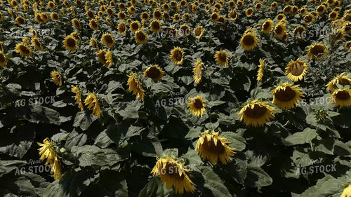Sunflower Field 239362