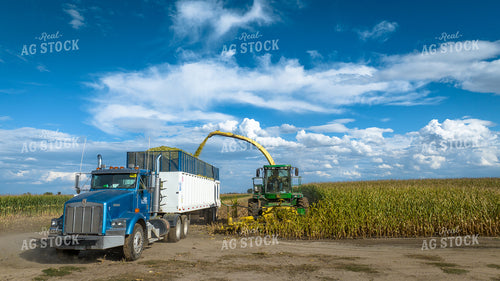 Silage Harvest 56537