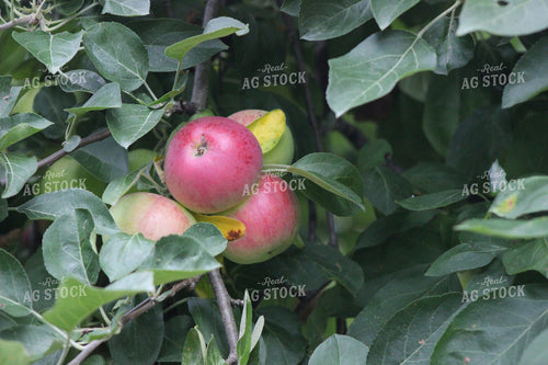 Apples on Tree 73044