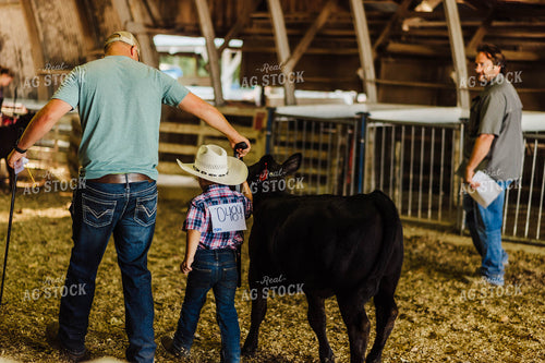 Showing Cattle 115082