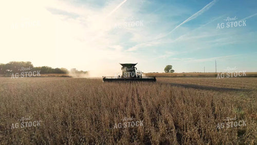 Soybean Harvest 65142