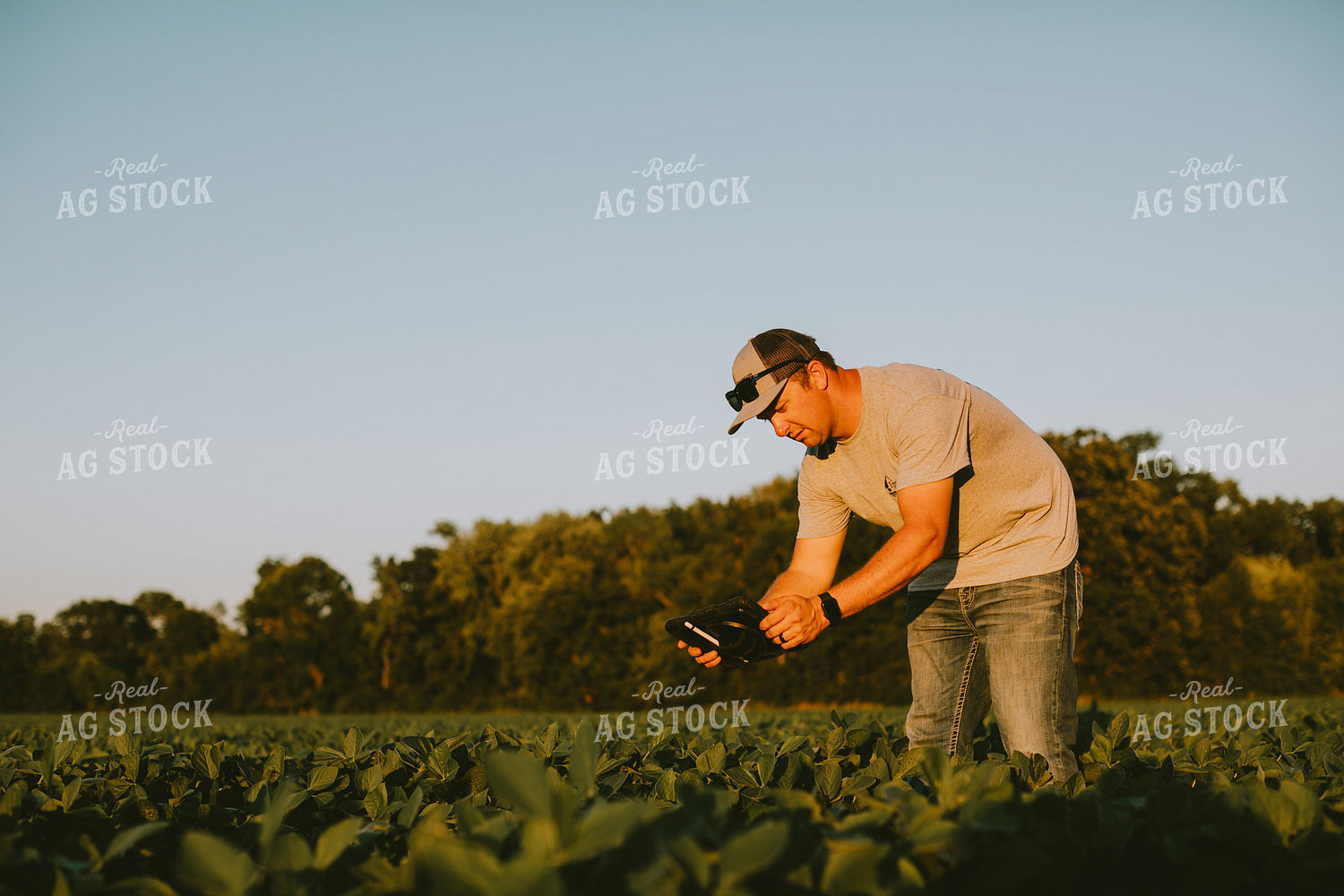 Farmer in Soybean Field with Tablet 6128