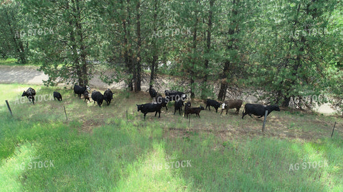 Aerial of Cattle on Pasture 122005