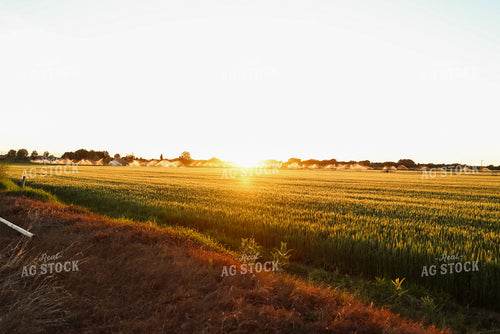 Irrigated Field of Hay 83022