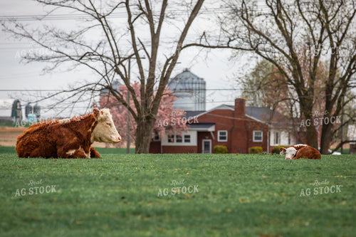 Hereford Cow Calf Pair 270505