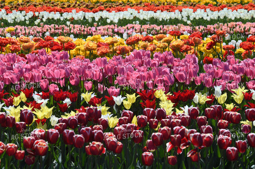 Blooming Tulips 129012