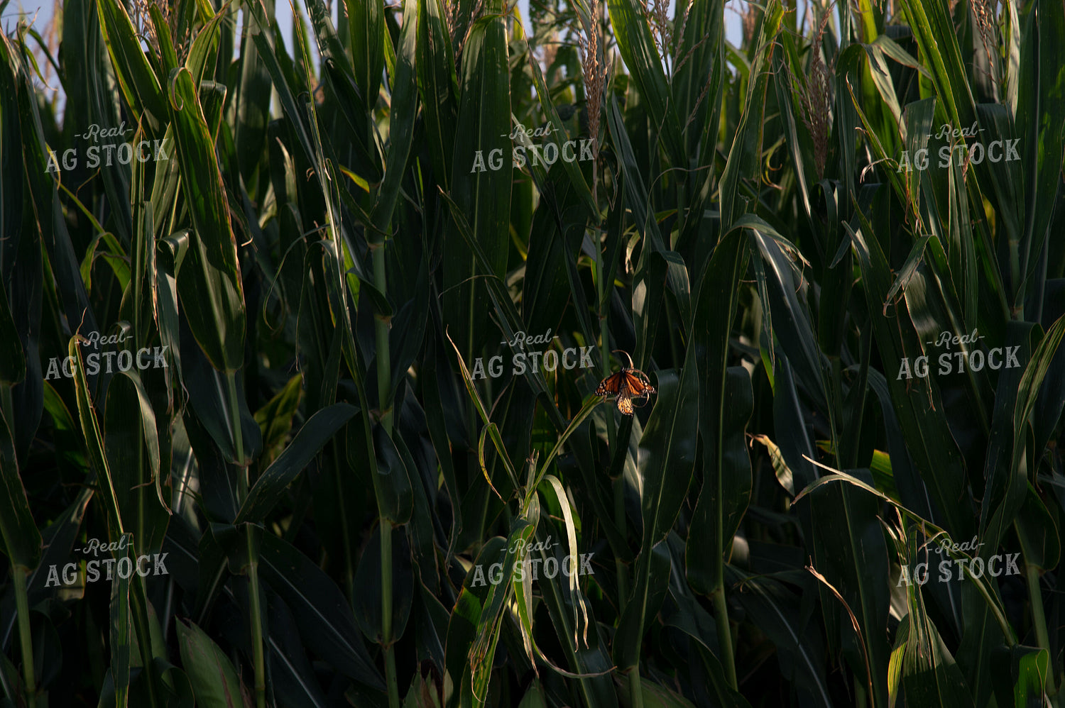 Monarch Butterflies on Corn Leaves 25036