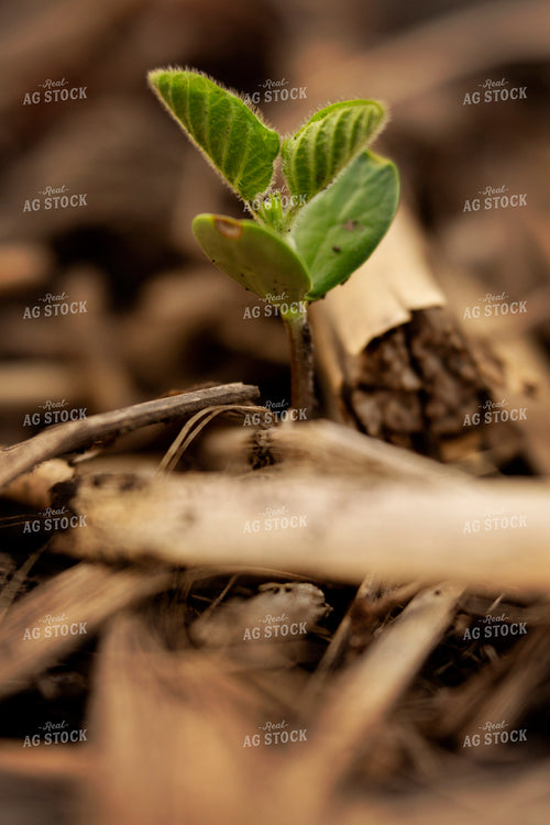 Early Season Soybeans 9680