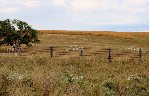 Fall Pasture and Corn Field 141778