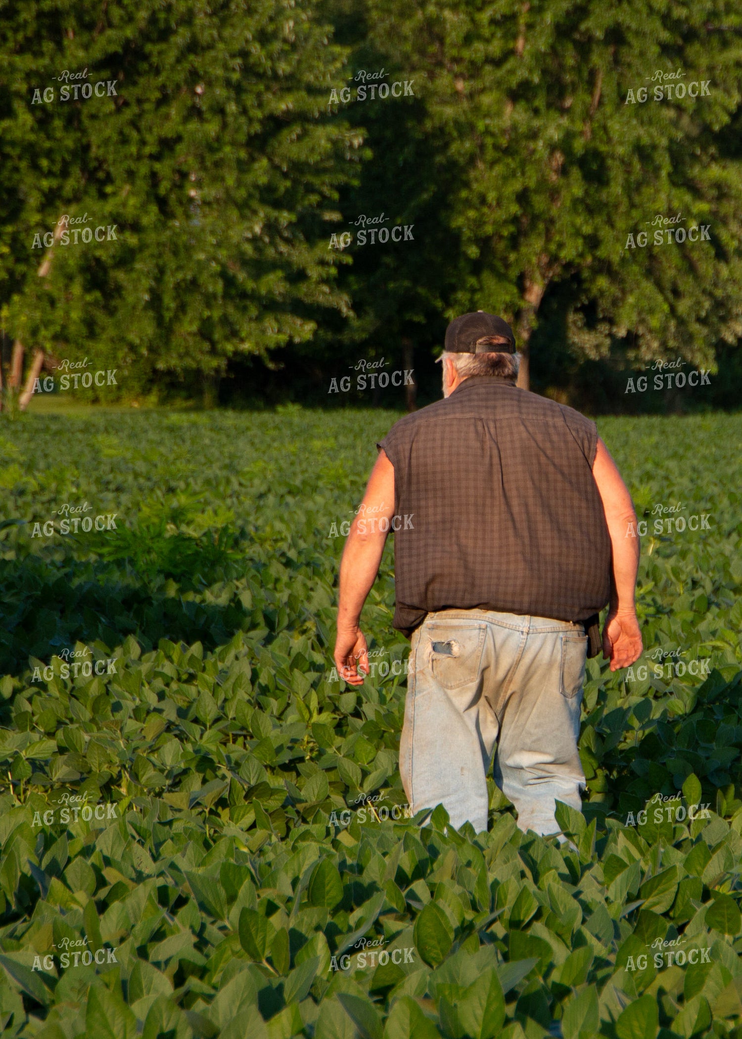 Farmer Scouting Mid-Season Soybean Field 157237