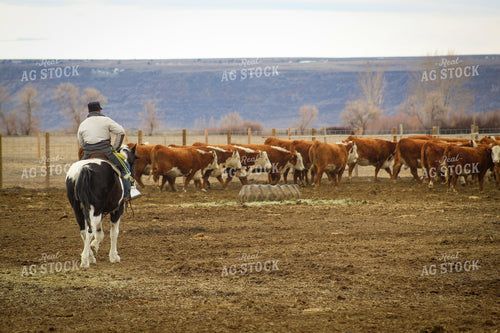 Hereford Cow and Calf Pair 78099