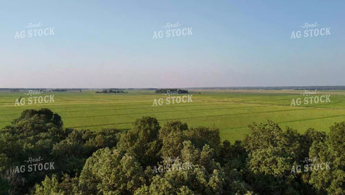 Aerial of Rice Field 267007
