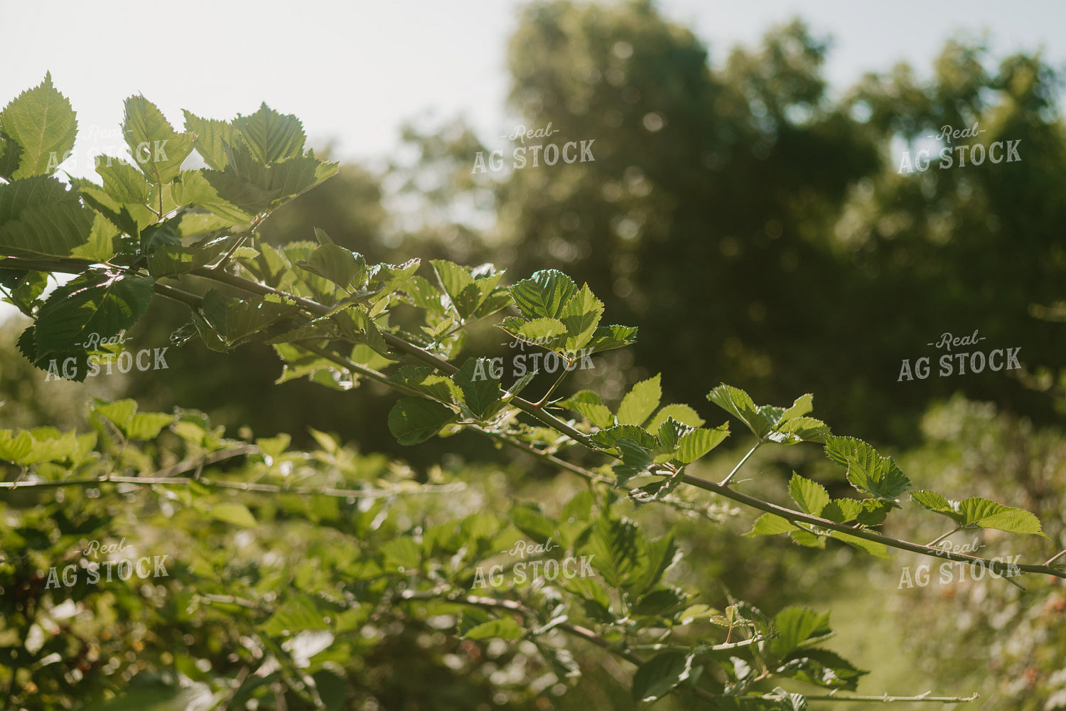 Blackberry Plants 125365