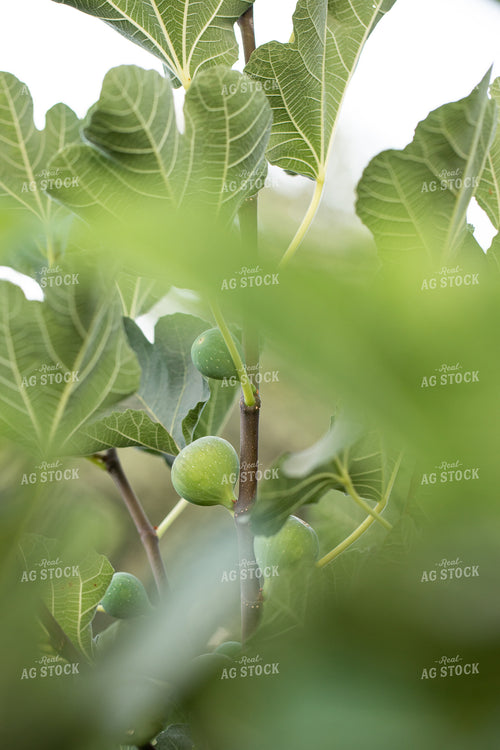 Fig Tree 276067