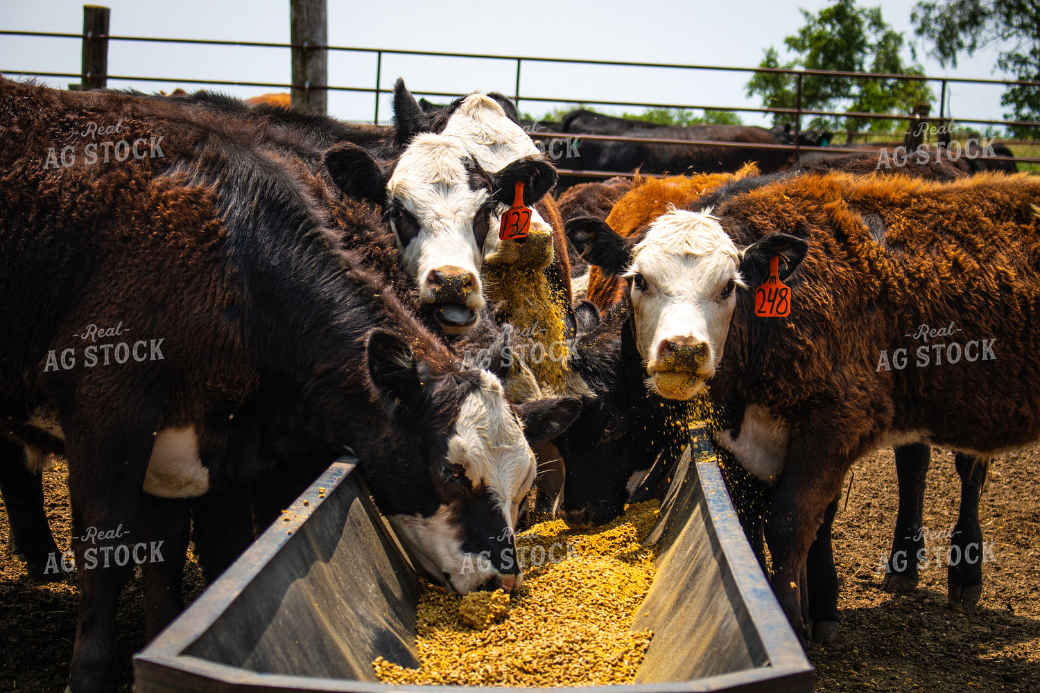 Cattle Eating from Feed Trough 214164