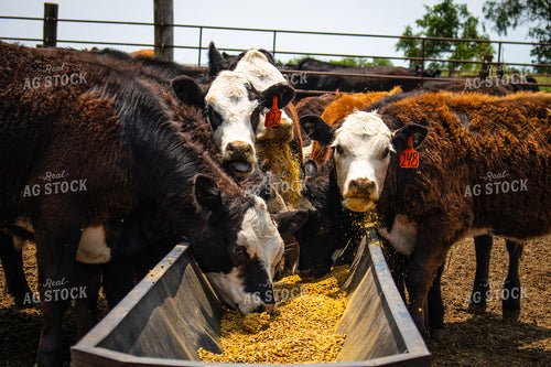 Cattle Eating from Feed Trough 214164
