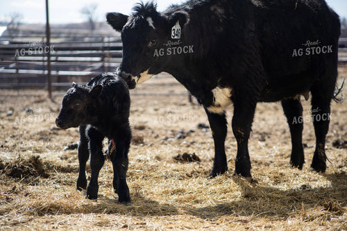 Angus Cow Calf Pair 117289