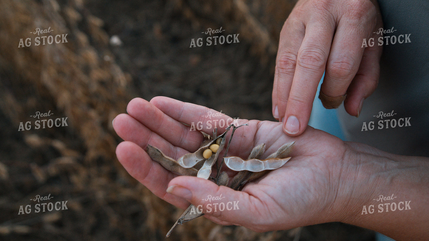 Checking Soybeans 26069