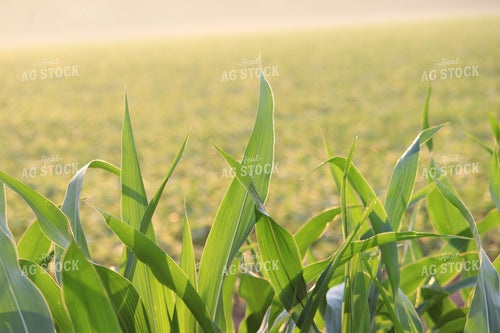 Mid-Season Corn 52032